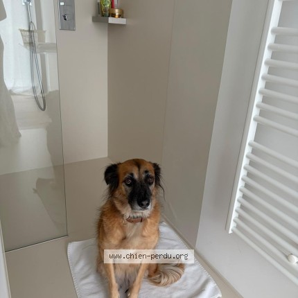 Foto 1/1 naika Hond vermist in Rixensart