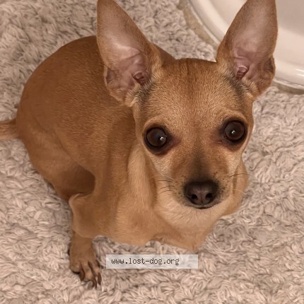 Photo 1/1 Bibi Dog lost in San Antonio