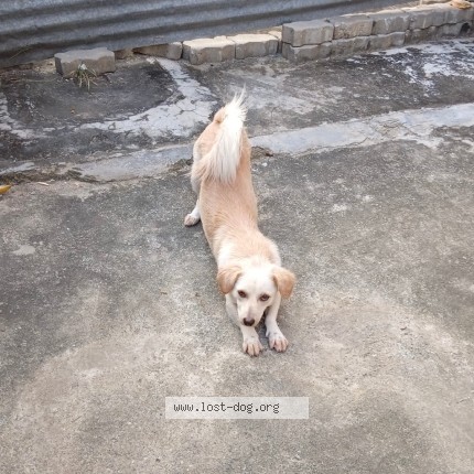 Photo 1/3 Jonisa Dog lost in Guwahati