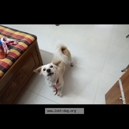 Photo 2/3 Jonisa Dog lost in Guwahati