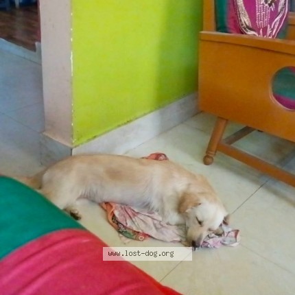 Photo 3/3 Jonisa Dog lost in Guwahati
