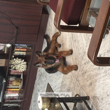 Photo 1/1 Jack Dog lost in Panchkula