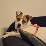 Poppy
