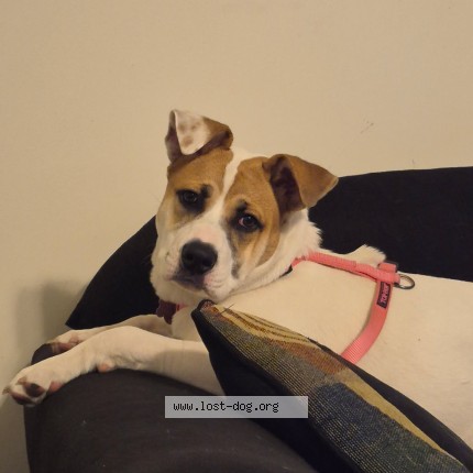 Photo 1/1 Poppy Dog lost in Chesapeake