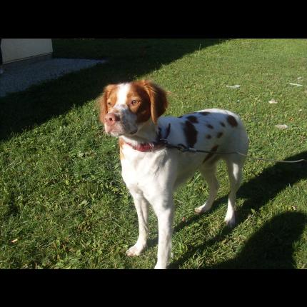 Photo 1/1 Nougat Chien lost in Clermont ferrand