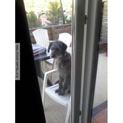 Photo 1/1 Pépita Chien lost in Bras