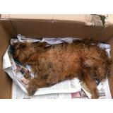 Picture of dog found at Beaumont Romagnat